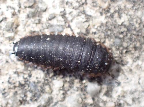 Thanatophilus sp.
